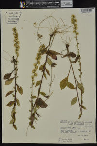 Solidago hispida image