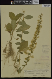 Solidago hispida image