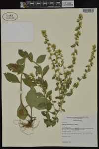 Solidago hispida image