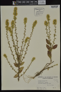 Solidago hispida image