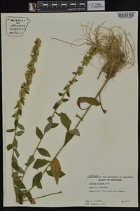 Solidago hispida image