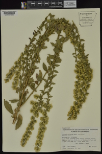 Solidago hispida image