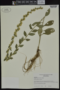 Solidago hispida image