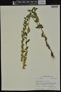 Solidago hispida image