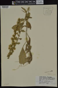 Solidago hispida image