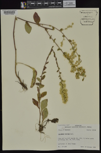 Solidago hispida image