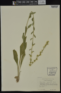 Solidago hispida image