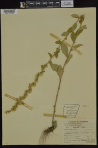 Solidago hispida image