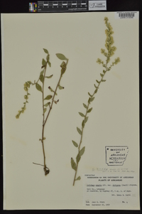 Solidago hispida image