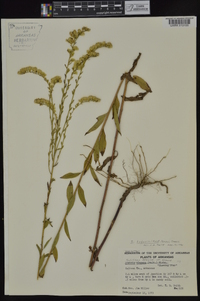 Solidago ludoviciana image