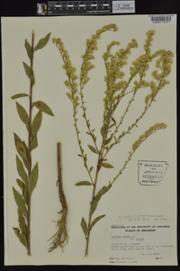 Solidago ludoviciana image