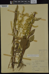 Solidago ludoviciana image