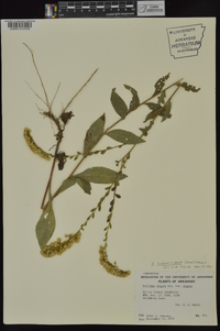 Solidago ludoviciana image