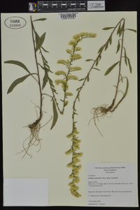 Solidago nemoralis subsp. nemoralis image