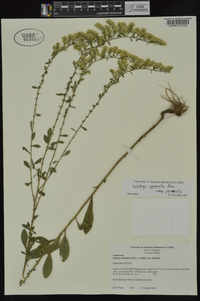 Solidago nemoralis subsp. nemoralis image