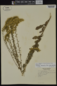 Solidago nemoralis subsp. nemoralis image