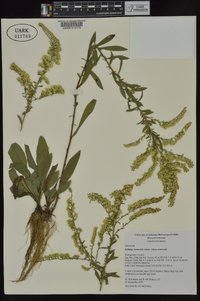 Solidago nemoralis subsp. nemoralis image