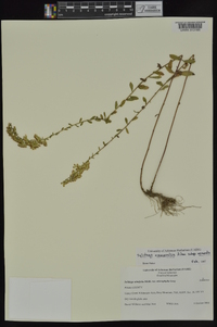 Solidago nemoralis subsp. nemoralis image