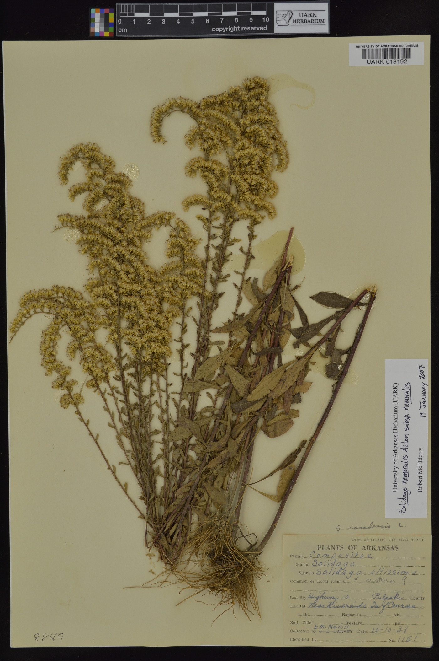 Solidago nemoralis subsp. nemoralis image
