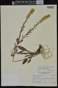 Solidago nemoralis subsp. nemoralis image