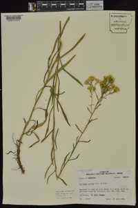 Solidago nitida image