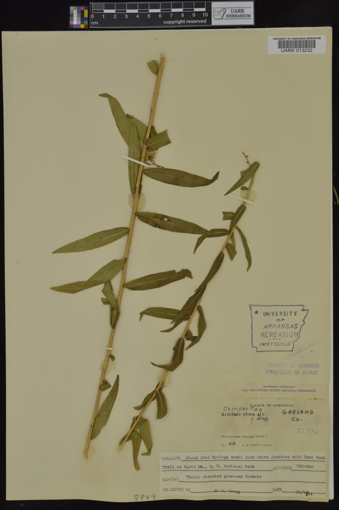 Solidago odora subsp. odora image