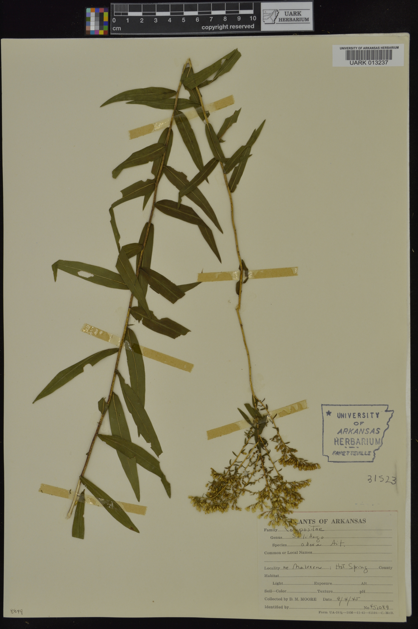 Solidago odora subsp. odora image