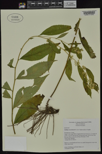 Solidago ouachitensis image