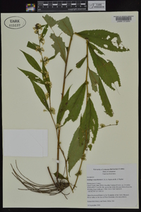 Solidago ouachitensis image