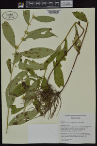 Solidago ouachitensis image