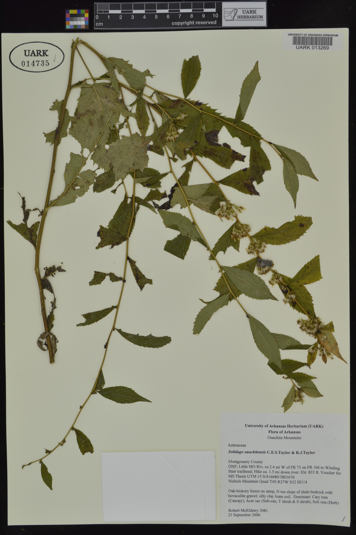 Solidago ouachitensis image