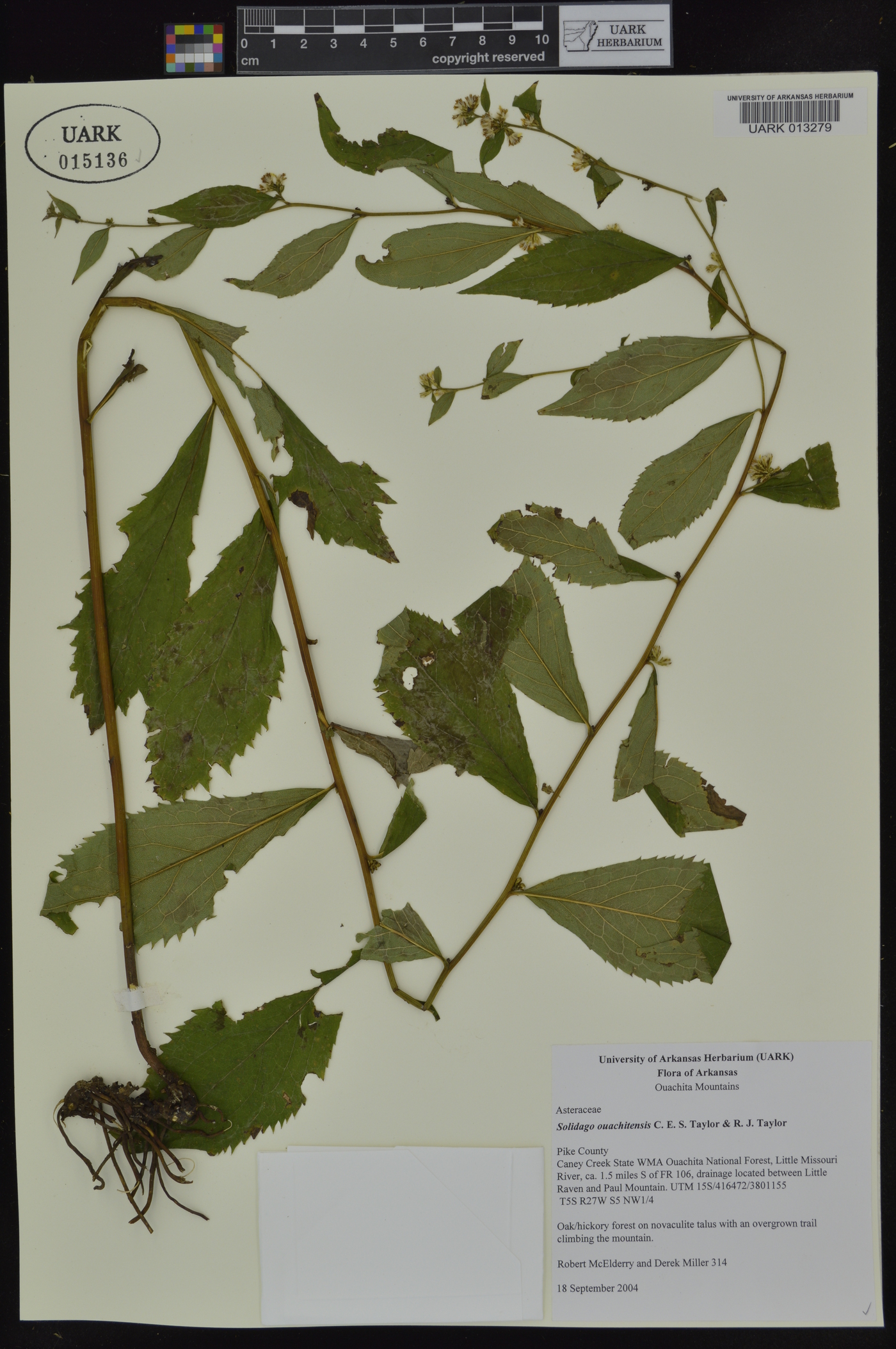 Solidago ouachitensis image