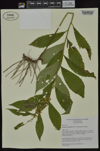 Solidago ouachitensis image