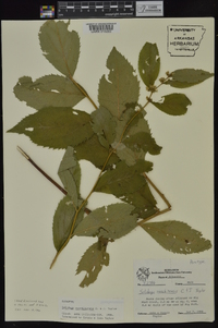 Solidago ouachitensis image