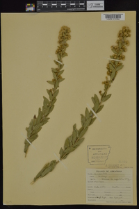 Solidago petiolaris image