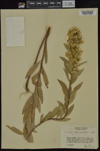 Solidago petiolaris image