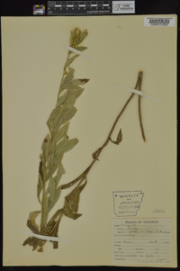 Solidago petiolaris image