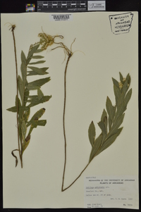 Solidago petiolaris image