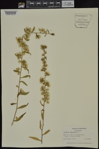 Solidago petiolaris image