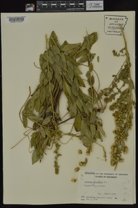 Solidago petiolaris image