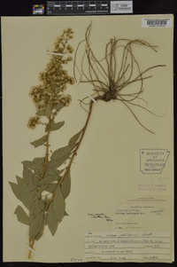 Solidago petiolaris image