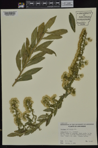 Solidago petiolaris image