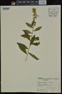 Solidago petiolaris image