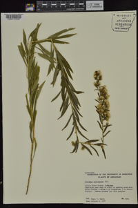 Solidago petiolaris image