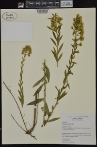 Solidago petiolaris image