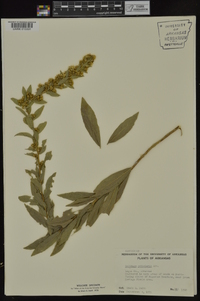 Solidago petiolaris image