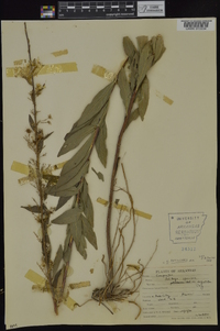 Solidago petiolaris image