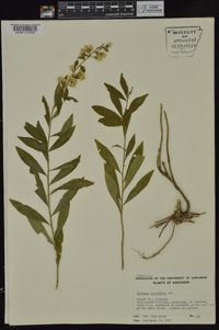 Solidago petiolaris image