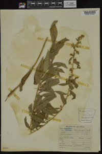 Solidago petiolaris image