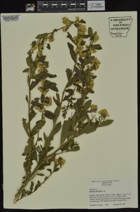 Solidago petiolaris image